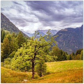 Poszterek 100x100 Fa az égig