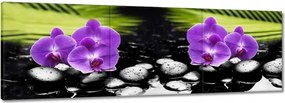 Festmények 120x40 Orchideåk a köveken