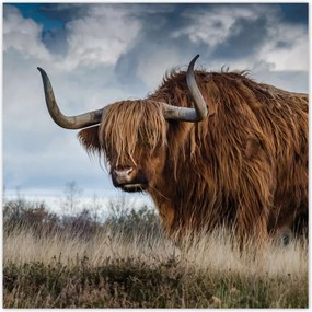 Poszterek 100x100 Felvidéki tehén Szarvak