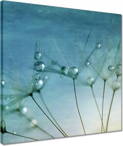 Vászonkép 40x40 Pitypang Virág Virágok