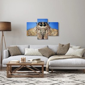A pók részletének képe (90x60 cm)