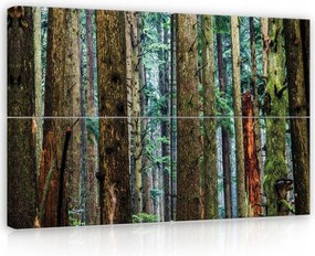 Vászonkép 120x80 Sűrű erdő tűlevelű fák erdei sűrű nyugalom csend zöld