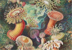 Dekoratív Fali Fotótapéta Falra Fantázia anemonák 208x146 Ragasztó