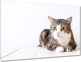 Képek 120x80 Cica Cicák Macskák