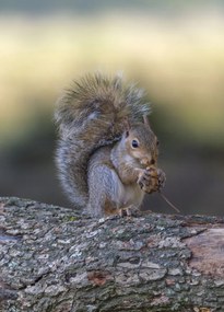 Poszter 39,5x55cm Diót evő mókus, Assaf Frank