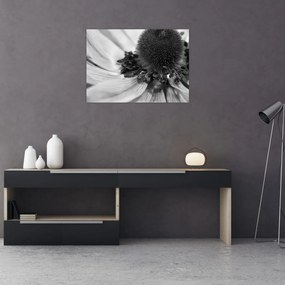 Kép - Virág fekete-fehérben (70x50 cm)