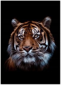Poszterek 50x70 Szumátrai tigris macska
