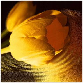 Poszterek 30x30 Sárga-arany tulipán