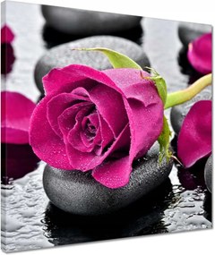 Vászonkép 40x40 Rózsaszín rózsa köveken