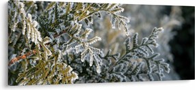 Kép - Ág részlet (120x50 cm)