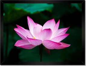 Poszterek keretben 40x30 Lótuszvirág