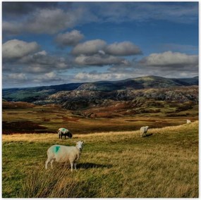 Poszterek 100x100 Bárányok a legelőn