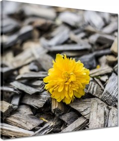 Vászonkép 40x40 Tej a faaprítékon