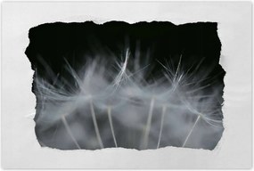 Poszterek 90x60 Pitypang Virág Virágok