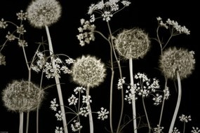 Poszter 45x30cm Réti virágok 2, Assaf Frank