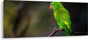 Papagáj egy ágon képe (120x50 cm)