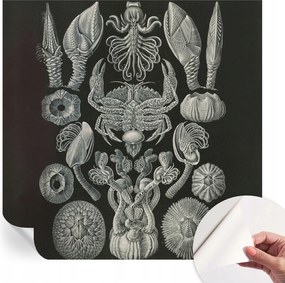 Öntapadós tapéta Fali furnér 3D hatás Víz alatti formák 250x250 cm