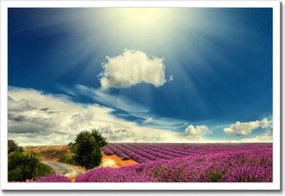 Poszterek keretben 60x40 Levendula tájkép