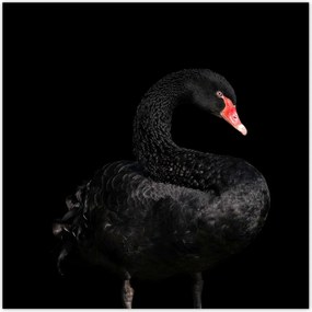 Poszterek 140x140 Fekete hattyĂș AusztrĂĄlia
