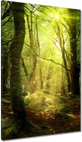 Vászonkép 80x120 Varázslatos erdő Tájkép