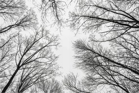 Dekoratív Fotótapéta Hálószobába Meztelen ágak 104x70 Ragasztó