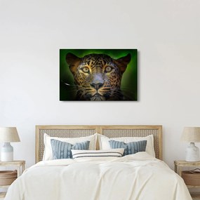 Kép - Leopárd portré, Sri Lanka (90x60 cm)