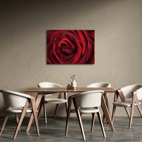 Kép - Vörös rózsa harmatcseppekkel (70x50 cm)