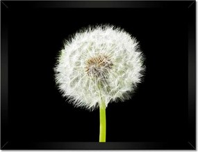 Poszterek keretben 40x30 Pitypang virág rét