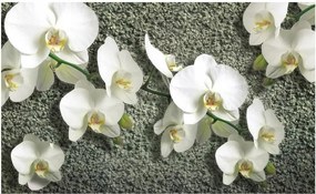 Fotótapéta orchideák virágok fotótapéta 368 x 254