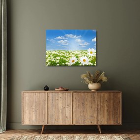 A virágzó rét százszorszépekkel képe (üvegen) (70x50 cm)