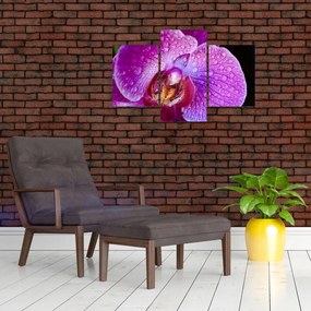 Részletes kép az orchidea virágról (90x60 cm)