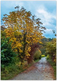 Poszterek 70x100 Őszi fák