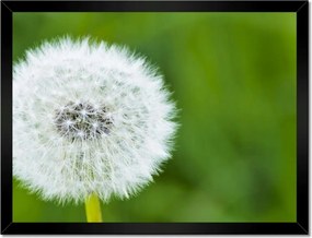 Poszterek keretben 40x30 Pitypang Virág Virágok