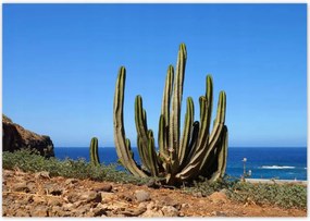 Poszterek 100x70 Kaktusz a természetben Kilátás