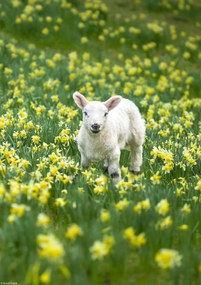 Poszter 21x29,7cm Bárány a nárciszmezőn, Assaf Frank