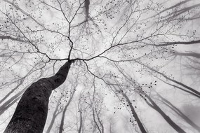Fotográfia A view of the tree crown, Tom Pavlasek