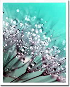 Poszterek keretben 40x50 Harmatcseppek Pitypang