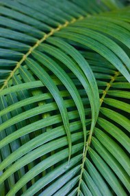 Művészeti fotózás Tropical Coconut Palm Leaves, Darrell Gulin, (26.7 x 40 cm)