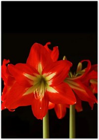 Poszterek 70x100 Amarillisz