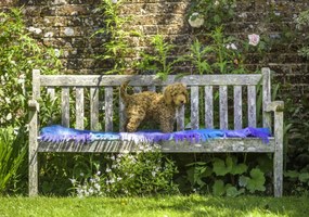 Poszter 66,5x46,5cm Bájos kiskutya, Assaf Frank