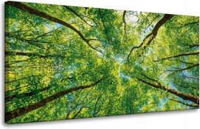 Vászonkép Fák Levelek Természet Erdő Tavasz 80x40 cm