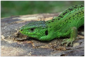 Poszterek 120x80 Zöld gyík