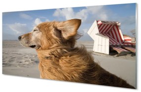 Üvegképek Barna kutya strand 120x60cm