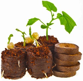 Kókusz Aljzat Palántakorongban 6CM Vastag Frakció 10DB Legutko