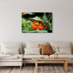 Pillangó képe a virágon (90x60 cm)