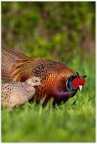 Poszterek 80x120 Fácán család Madarak