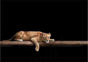 Üveg kép - Lioness (70x50 cm)