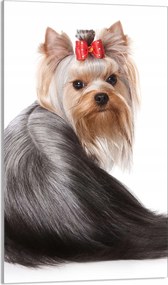 Üveg Vágódeszka 30x52 Kutya a Konyhába