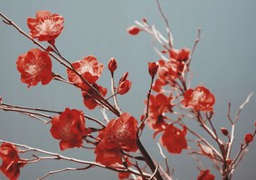 Poszter 66,5x46,5cm Bíbor Tavasz