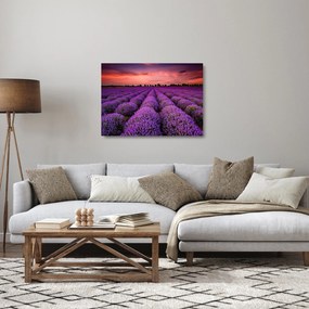 Üveg kép - Levendula mező (70x50 cm)